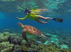 Snorkelling fropm Cape tribulation