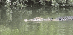 Photo of a crocodile by Bruce Belcher.