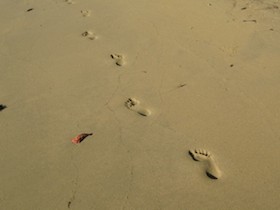 footprints in the sand
