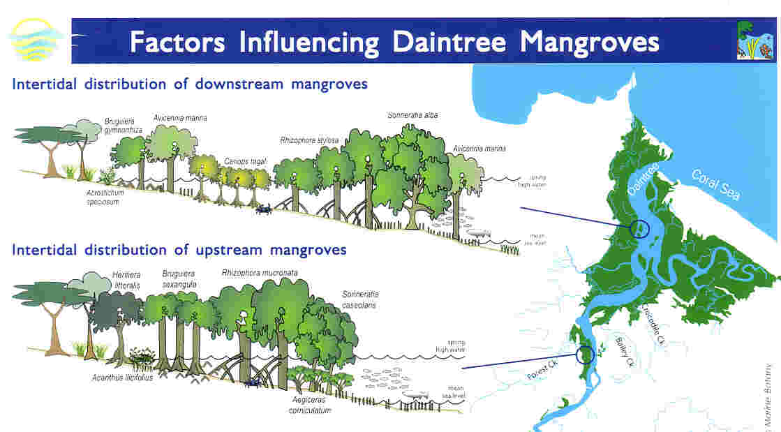Colour photo of Daintree Mangroves.