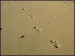 Footprints in the sand at Wonga Beach.