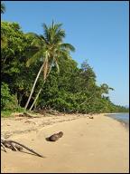 Coconut trees on Wonga Beach.