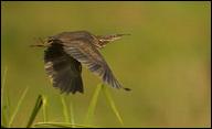 Award winning photo of a Black Bittern.