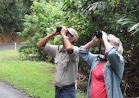 Daintree birdwatching