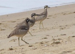 Beach Stone-Curlews.