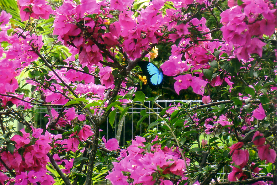 Ulysees butterfly on Bougainvillia.