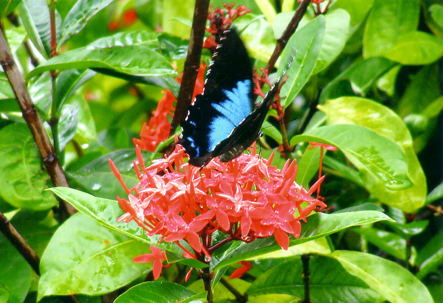 Ulysees Butterfly.