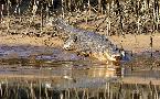 Saltwater Crocodile.