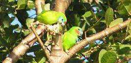 Double-eyed Fig-Parrots.